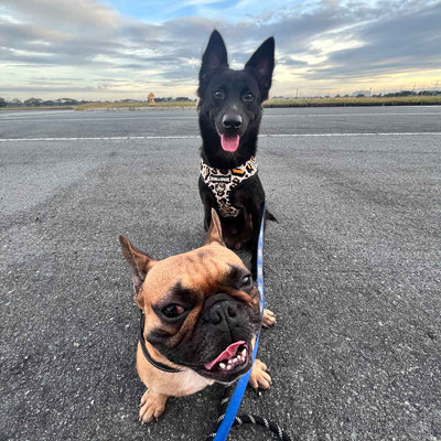 Two dogs on tarmac: a black shepherd-mix in a patterned harness sits behind a smiling fawn French bulldog with a blue leash.